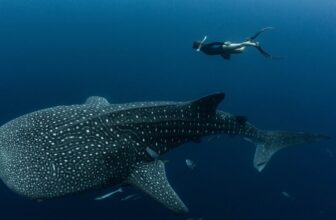 Almost Each Whale Shark at This Vacationer Vacation spot Bears Human-Made Scars