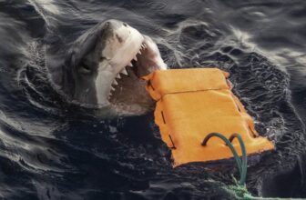 Researchers Examined Chew-Resistant Wetsuit Materials With Nice Whites and Tiger Sharks. This is What Occurred