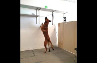 Some Canines Can Develop into Unhealthily Hooked on Their Favourite Issues, Too