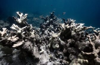 New Report Finds One in every of Earth’s Most Treasured Ecosystems Has Already Crossed a Scary Local weather Tipping Level