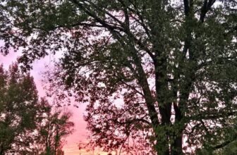 The Little Issues E-newsletter #494 – Life, laughter, and many nice meals!