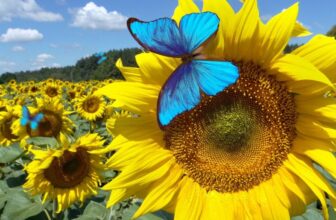 Bluesky Will Take a look at a ‘Dislike’ Choice. It Might Assist Repair a Big Downside