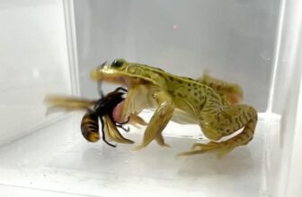 These Frogs Don’t Simply Survive Venomous Homicide Hornets—They Devour Them