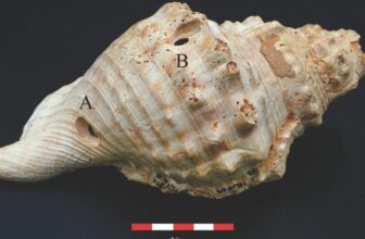 6,700-Yr-Previous Shell Trumpets Had been Prehistoric Communication Instruments, Research Suggests